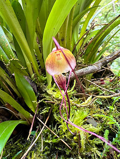 Dracula dalessandroi, Waterfall of Baños, Ecuador This was photographed near the entrance of the Waterfall of Baños, where they have a few "beds" of miniature orchids.  Baños,Dracula dalessandroi,Ecuador,Ecuador 2021,Geotagged,South America,Spring,World