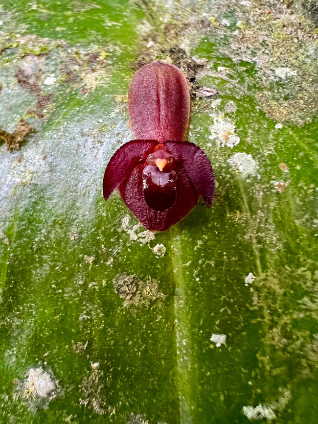 Pleurothallis cordata, Waterfall of Baños, Ecuador This was photographed near the entrance of the Waterfall of Ba&ntilde;os, where they have a few &quot;beds&quot; of miniature orchids.  Baños,Ecuador,Ecuador 2021,Geotagged,Pleurothallis cordata,South America,Spring,World