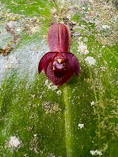 Pleurothallis cordata, Waterfall of Baños, Ecuador This was photographed near the entrance of the Waterfall of Baños, where they have a few "beds" of miniature orchids.  Baños,Ecuador,Ecuador 2021,Geotagged,Pleurothallis cordata,South America,Spring,World