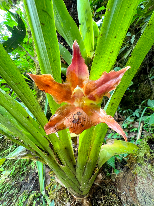 Huntleya burtii, Waterfall of Ba&ntilde;os, Ecuador The flower is not in a great shape. It's definitely Huntleya sp. and very likely Huntleya burtii but will double-check the species with experts. Ba&ntilde;os,Ecuador,Ecuador 2021,Geotagged,Huntleya burtii,South America,Spring,World