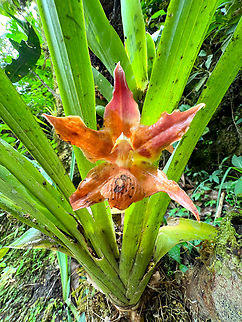 Huntleya burtii, Waterfall of Ba&ntilde;os, Ecuador The flower is not in a great shape. It's definitely Huntleya sp. and very likely Huntleya burtii but will double-check the species with experts. Ba&ntilde;os,Ecuador,Ecuador 2021,Geotagged,Huntleya burtii,South America,Spring,World