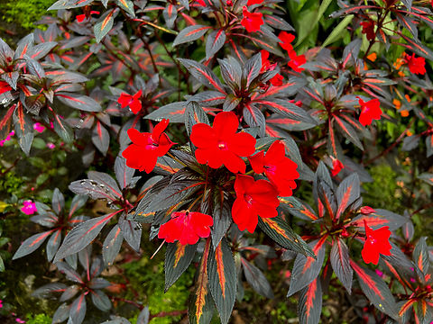 Busy Lizzy / Impatiens - red, Waterfall of Baños, Ecuador Cultivated. Same species:
https://www.jungledragon.com/image/128884/busy_lizzy_impatiens_-_pink_waterfall_of_baos.html Baños,Busy Lizzy,Ecuador,Ecuador 2021,Geotagged,Impatiens walleriana,South America,Spring,World