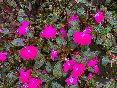 Busy Lizzy / Impatiens - pink, Waterfall of Baños, Ecuador Cultivated. Same species:
https://www.jungledragon.com/image/128883/busy_lizzy_impatiens_-_red_waterfall_of_baos.html Baños,Busy Lizzy,Ecuador,Ecuador 2021,Geotagged,Impatiens walleriana,South America,Spring,World