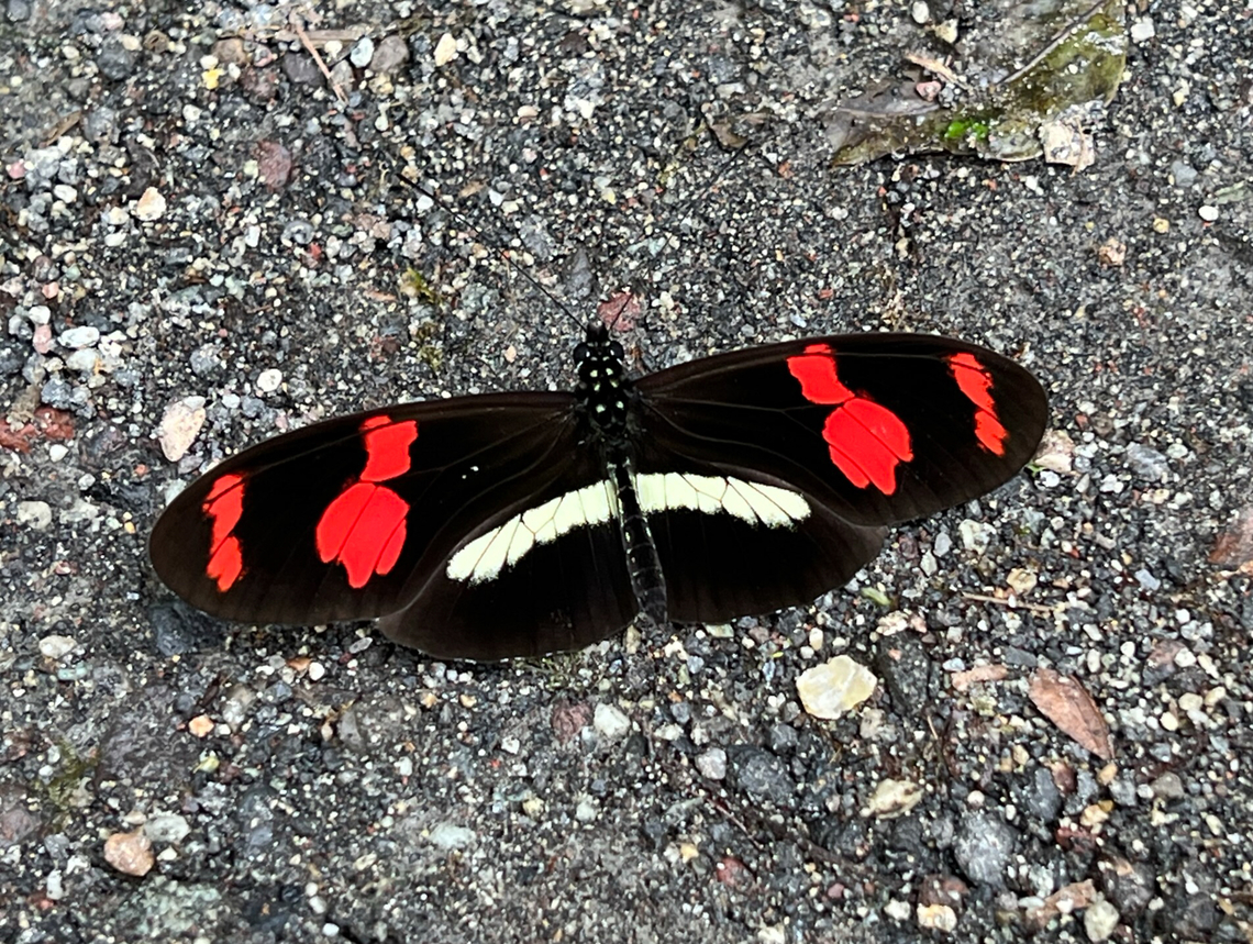 Telesiphe longwing, Waterfall of Baños, Ecuador Fun fact: this species (Heliconius telesiphe) is a mimic of Podotricha telesiphe:<br />
<a href="https://www.flickr.com/photos/kz_yb/12634094283" rel="nofollow">https://www.flickr.com/photos/kz_yb/12634094283</a><br />
<br />
Alternative common name: Cherry-barred Longwing. Baños,Ecuador,Ecuador 2021,Geotagged,Heliconius telesiphe,South America,Spring,Telesiphe longwing,World