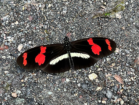 Telesiphe longwing, Waterfall of Baños, Ecuador Fun fact: this species (Heliconius telesiphe) is a mimic of Podotricha telesiphe:
https://www.flickr.com/photos/kz_yb/12634094283
Alternative common name: Cherry-barred Longwing. Baños,Ecuador,Ecuador 2021,Geotagged,Heliconius telesiphe,South America,Spring,Telesiphe longwing,World