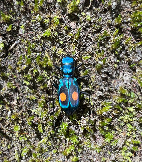 Pseudoxycheila sp. Tiger beetle, Waterfall of Banos, Ecuador Quick smartphone snap of this colorful tiger beetle. There seem to be at least 3 species in this genus in Ecuador that looks identical to me, no idea how to tell them apart. Baños,Ecuador,Ecuador 2021,Geotagged,South America,Spring,World