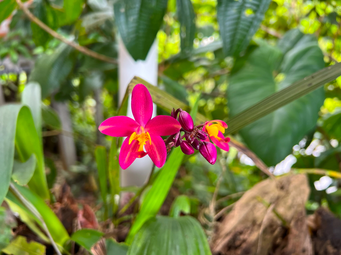 Philippine Ground Orchid, Finca Heimatlos, Ecuador Non-native. This particular species has many cultivations, here&#039;s one that comes close (kimballiana):<br />
<a href="http://www.speciesorchids.com/SpathplicataBMXKimballiana.jpg" rel="nofollow">http://www.speciesorchids.com/SpathplicataBMXKimballiana.jpg</a><br />
<figure class="photo"><a href="https://www.jungledragon.com/image/128890/philippine_ground_orchid_-_closeup_finca_heimatlos_ecuador.html" title="Philippine Ground Orchid - closeup, Finca Heimatlos, Ecuador"><img src="https://s3.amazonaws.com/media.jungledragon.com/images/2/128890_thumb.jpg?AWSAccessKeyId=05GMT0V3GWVNE7GGM1R2&Expires=1767225610&Signature=BJApI%2B2ZY%2FsWdc36pW4615KrCLA%3D" width="200" height="150" alt="Philippine Ground Orchid - closeup, Finca Heimatlos, Ecuador Non-native. This particular species has many cultivations, here&#039;s one that comes close (kimballiana):<br />
http://www.speciesorchids.com/SpathplicataBMXKimballiana.jpg<br />
https://www.jungledragon.com/image/128889/philippine_ground_orchid_ecuador.html Ecuador,Ecuador 2021,Finca Heimatlos,Geotagged,Philippine Ground Orchid,South America,Spathoglottis plicata,Spring,World" /></a></figure> Ecuador,Ecuador 2021,Finca Heimatlos,Geotagged,Philippine Ground Orchid,South America,Spathoglottis plicata,Spring,World