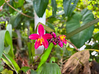 Philippine Ground Orchid, Finca Heimatlos, Ecuador Non-native. This particular species has many cultivations, here's one that comes close (kimballiana):<br />
http://www.speciesorchids.com/SpathplicataBMXKimballiana.jpg<br />
https://www.jungledragon.com/image/128890/philippine_ground_orchid_-_closeup_ecuador.html Ecuador,Ecuador 2021,Finca Heimatlos,Geotagged,Philippine Ground Orchid,South America,Spathoglottis plicata,Spring,World