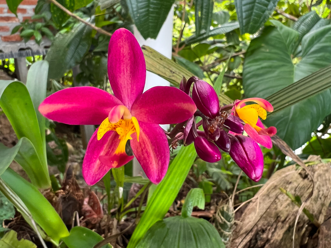 Philippine Ground Orchid - closeup, Finca Heimatlos, Ecuador Non-native. This particular species has many cultivations, here&#039;s one that comes close (kimballiana):<br />
<a href="http://www.speciesorchids.com/SpathplicataBMXKimballiana.jpg" rel="nofollow">http://www.speciesorchids.com/SpathplicataBMXKimballiana.jpg</a><br />
<figure class="photo"><a href="https://www.jungledragon.com/image/128889/philippine_ground_orchid_finca_heimatlos_ecuador.html" title="Philippine Ground Orchid, Finca Heimatlos, Ecuador"><img src="https://s3.amazonaws.com/media.jungledragon.com/images/2/128889_thumb.jpg?AWSAccessKeyId=05GMT0V3GWVNE7GGM1R2&Expires=1767225610&Signature=6vzjNsazxTX4Kx9aHbn4vhlQ2aI%3D" width="200" height="150" alt="Philippine Ground Orchid, Finca Heimatlos, Ecuador Non-native. This particular species has many cultivations, here&#039;s one that comes close (kimballiana):<br />
http://www.speciesorchids.com/SpathplicataBMXKimballiana.jpg<br />
https://www.jungledragon.com/image/128890/philippine_ground_orchid_-_closeup_ecuador.html Ecuador,Ecuador 2021,Finca Heimatlos,Geotagged,Philippine Ground Orchid,South America,Spathoglottis plicata,Spring,World" /></a></figure> Ecuador,Ecuador 2021,Finca Heimatlos,Geotagged,Philippine Ground Orchid,South America,Spathoglottis plicata,Spring,World