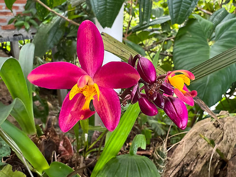 Philippine Ground Orchid - closeup, Finca Heimatlos, Ecuador Non-native. This particular species has many cultivations, here's one that comes close (kimballiana):
http://www.speciesorchids.com/SpathplicataBMXKimballiana.jpg
https://www.jungledragon.com/image/128889/philippine_ground_orchid_ecuador.html Ecuador,Ecuador 2021,Finca Heimatlos,Geotagged,Philippine Ground Orchid,South America,Spathoglottis plicata,Spring,World