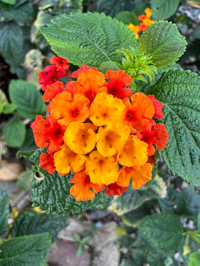 Common Lantana - red and orange, Finca Heimatlos, Ecuador Cultivated, from the garden at Finca Heimatlos.<br />
<figure class="photo"><a href="https://www.jungledragon.com/image/128893/common_lantana_-_pink_and_white_finca_heimatlos_ecuador.html" title="Common Lantana - pink and white, Finca Heimatlos, Ecuador"><img src="https://s3.amazonaws.com/media.jungledragon.com/images/2/128893_thumb.jpg?AWSAccessKeyId=05GMT0V3GWVNE7GGM1R2&Expires=1759968010&Signature=mc3CArR0btt%2F3M%2Bd2tnDalFfNss%3D" width="140" height="152" alt="Common Lantana - pink and white, Finca Heimatlos, Ecuador Cultivated, from the garden at Finca Heimatlos.<br />
https://www.jungledragon.com/image/128892/common_lantana_-_red_and_orange_finca_heimatlos_ecuador.html Common Lantana,Ecuador,Ecuador 2021,Finca Heimatlos,Geotagged,Lantana camara,South America,Spring,World" /></a></figure> Common Lantana,Ecuador,Ecuador 2021,Finca Heimatlos,Geotagged,Lantana camara,South America,Spring,World
