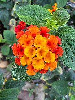 Common Lantana - red and orange, Finca Heimatlos, Ecuador Cultivated, from the garden at Finca Heimatlos.
https://www.jungledragon.com/image/128893/common_lantana_-_pink_and_white_finca_heimatlos_ecuador.html Common Lantana,Ecuador,Ecuador 2021,Finca Heimatlos,Geotagged,Lantana camara,South America,Spring,World