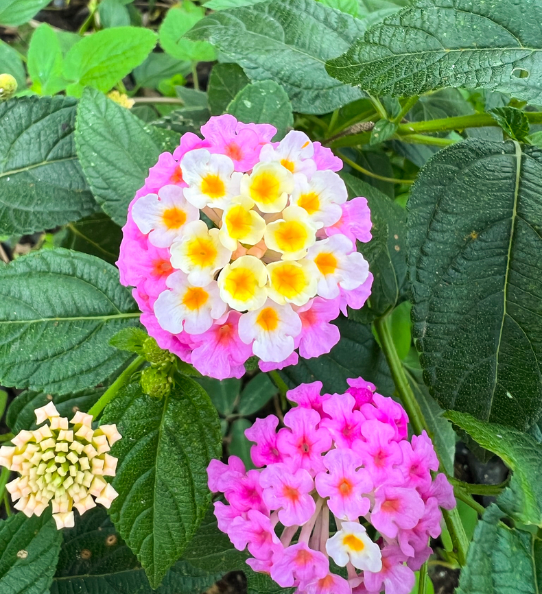 Common Lantana - pink and white, Finca Heimatlos, Ecuador Cultivated, from the garden at Finca Heimatlos.<br />
<figure class="photo"><a href="https://www.jungledragon.com/image/128892/common_lantana_-_red_and_orange_finca_heimatlos_ecuador.html" title="Common Lantana - red and orange, Finca Heimatlos, Ecuador"><img src="https://s3.amazonaws.com/media.jungledragon.com/images/2/128892_thumb.jpg?AWSAccessKeyId=05GMT0V3GWVNE7GGM1R2&Expires=1767225610&Signature=NPeywm0yIjpKd2B3h9IdgJa8wK8%3D" width="114" height="152" alt="Common Lantana - red and orange, Finca Heimatlos, Ecuador Cultivated, from the garden at Finca Heimatlos.<br />
https://www.jungledragon.com/image/128893/common_lantana_-_pink_and_white_finca_heimatlos_ecuador.html Common Lantana,Ecuador,Ecuador 2021,Finca Heimatlos,Geotagged,Lantana camara,South America,Spring,World" /></a></figure> Common Lantana,Ecuador,Ecuador 2021,Finca Heimatlos,Geotagged,Lantana camara,South America,Spring,World