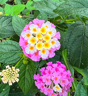 Common Lantana - pink and white, Finca Heimatlos, Ecuador Cultivated, from the garden at Finca Heimatlos.
https://www.jungledragon.com/image/128892/common_lantana_-_red_and_orange_finca_heimatlos_ecuador.html Common Lantana,Ecuador,Ecuador 2021,Finca Heimatlos,Geotagged,Lantana camara,South America,Spring,World
