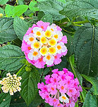 Common Lantana - pink and white, Finca Heimatlos, Ecuador Cultivated, from the garden at Finca Heimatlos.<br />
https://www.jungledragon.com/image/128892/common_lantana_-_red_and_orange_finca_heimatlos_ecuador.html Common Lantana,Ecuador,Ecuador 2021,Finca Heimatlos,Geotagged,Lantana camara,South America,Spring,World