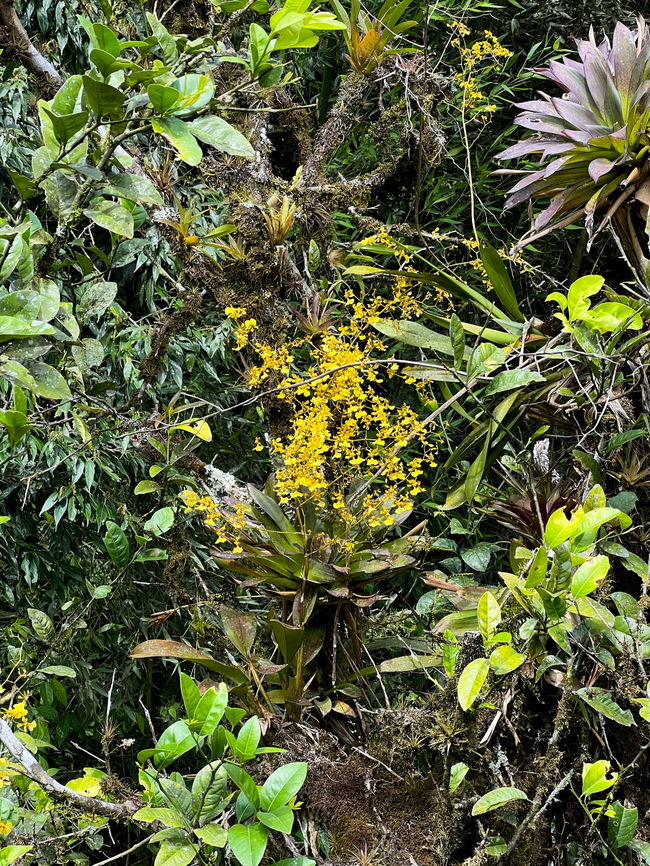 Oncidium cultratum, Baños, Ecuador Unfortunately, could not reach any closer and only had the smartphone. The orchid concerns the plant with yellow flowers in the middle. Baños,Ecuador,Ecuador 2021,Geotagged,Oncidium cultratum,South America,Spring,World