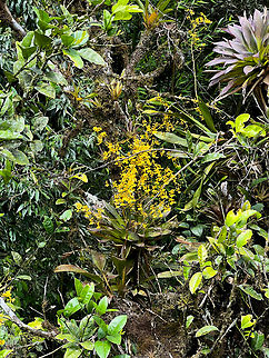 Oncidium cultratum, Baños, Ecuador Unfortunately, could not reach any closer and only had the smartphone. The orchid concerns the plant with yellow flowers in the middle. Baños,Ecuador,Ecuador 2021,Geotagged,Oncidium cultratum,South America,Spring,World
