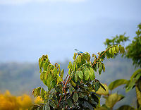 Blue-gray tanager, Finca Heimatlos, Ecuador  Blue-gray tanager,Ecuador,Ecuador 2021,Finca Heimatlos,Geotagged,South America,Spring,Thraupis episcopus,World
