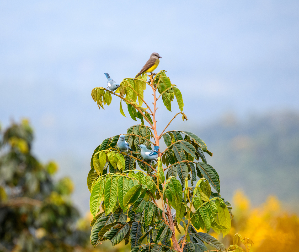Tropical Kingbird, Finca Heimatlos, Ecuador A mixed flock with on top the omni present Tropical Kingbird, with 3 individual Blue-gray tanagers below.<br />
<figure class="photo"><a href="https://www.jungledragon.com/image/128916/blue-gray_tanager_finca_heimatlos_ecuador.html" title="Blue-gray tanager, Finca Heimatlos, Ecuador"><img src="https://s3.amazonaws.com/media.jungledragon.com/images/2/128916_thumb.jpg?AWSAccessKeyId=05GMT0V3GWVNE7GGM1R2&Expires=1769040010&Signature=viBPTGWFbkJ0rD2fH42J9S1UUco%3D" width="200" height="158" alt="Blue-gray tanager, Finca Heimatlos, Ecuador  Blue-gray tanager,Ecuador,Ecuador 2021,Finca Heimatlos,Geotagged,South America,Spring,Thraupis episcopus,World" /></a></figure> Ecuador,Ecuador 2021,Finca Heimatlos,Geotagged,South America,Spring,Tropical Kingbird,Tyrannus melancholicus,World