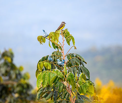 Tropical Kingbird, Finca Heimatlos, Ecuador A mixed flock with on top the omni present Tropical Kingbird, with 3 individual Blue-gray tanagers below.
https://www.jungledragon.com/image/128916/blue-gray_tanager_finca_heimatlos_ecuador.html Ecuador,Ecuador 2021,Finca Heimatlos,Geotagged,South America,Spring,Tropical Kingbird,Tyrannus melancholicus,World