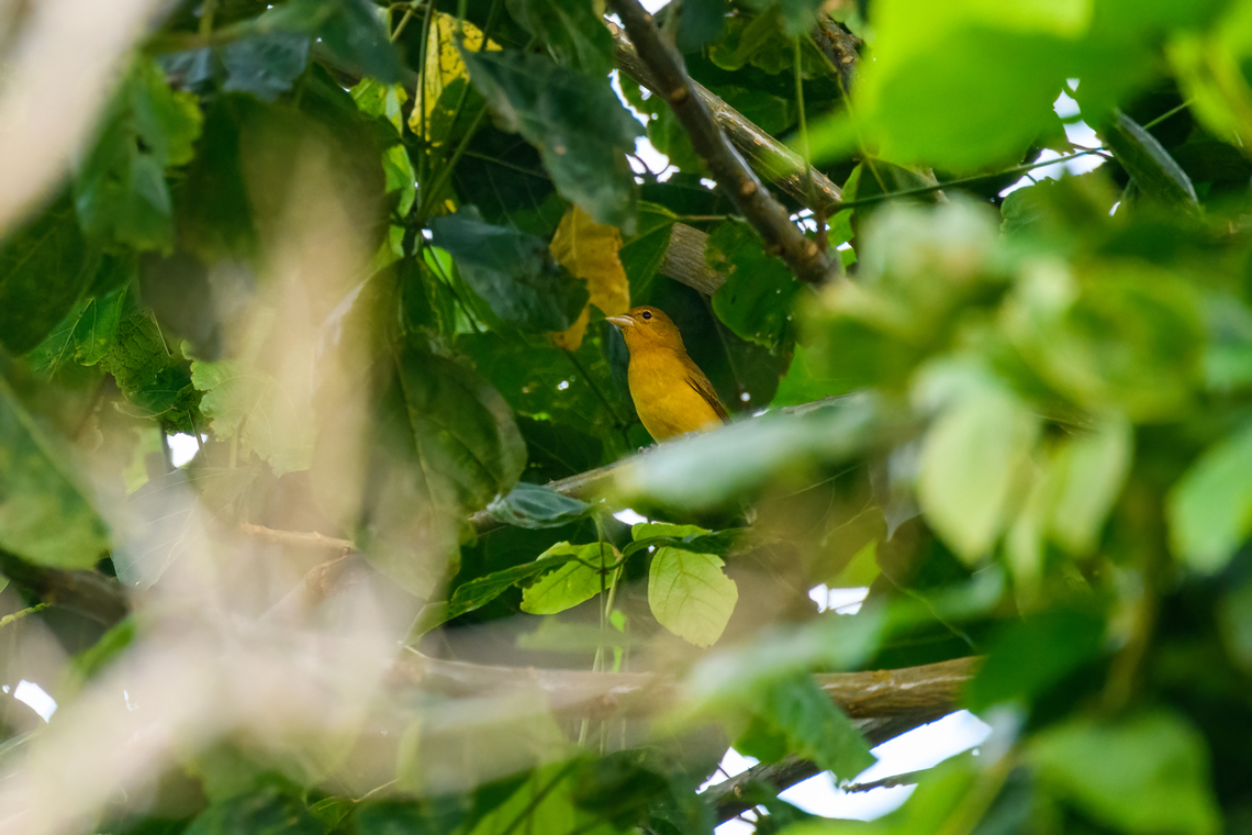 Female/immature Summer Tanager, Finca Heimatlos, Ecuador  Ecuador,Ecuador 2021,Finca Heimatlos,Geotagged,Piranga rubra,South America,Spring,Summer Tanager,World