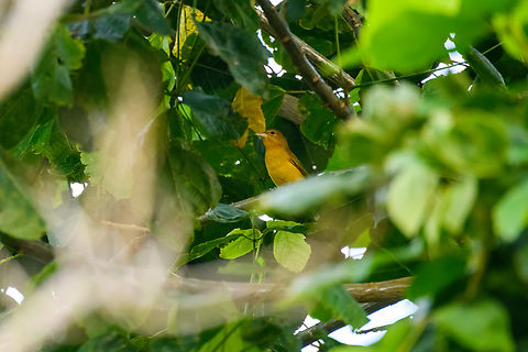 Female/immature Summer Tanager, Finca Heimatlos, Ecuador  Ecuador,Ecuador 2021,Finca Heimatlos,Geotagged,Piranga rubra,South America,Spring,Summer Tanager,World
