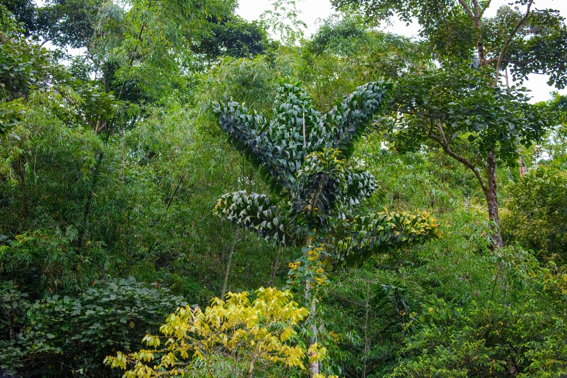 Caryota / Fishtail palm, Finca Heimatlos, Ecuador Would love to know what type of tree this is, but don't know where to start. Ecuador,Ecuador 2021,Finca Heimatlos,Geotagged,South America,Spring,World