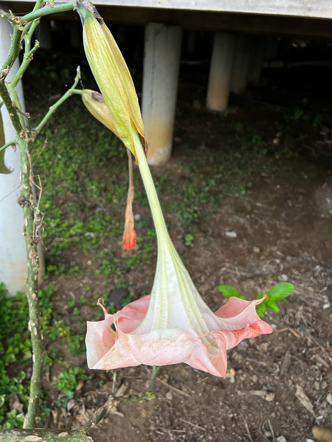 Brugmansia insignis, Finca Heimatlos, Ecuador From the garden of Finca Heimatlos. This species is extinct in the wild but lives on in cultivation.<br />
<figure class="photo"><a href="https://www.jungledragon.com/image/128921/brugmansia_insignis_-_flower_finca_heimatlos_ecuador.html" title="Brugmansia insignis - flower, Finca Heimatlos, Ecuador"><img src="https://s3.amazonaws.com/media.jungledragon.com/images/2/128921_thumb.jpg?AWSAccessKeyId=05GMT0V3GWVNE7GGM1R2&Expires=1769040010&Signature=rzFCYKa8zuNE1W3Gb%2FxPTIRdQ4E%3D" width="138" height="152" alt="Brugmansia insignis - flower, Finca Heimatlos, Ecuador From the garden of Finca Heimatlos. This species is extinct in the wild but lives on in cultivation.<br />
https://www.jungledragon.com/image/128920/brugmansia_insignis_finca_heimatlos_ecuador.html Brugmansia insignis,Ecuador,Ecuador 2021,Finca Heimatlos,Geotagged,Magnificent Angel&#039;s Trumpet,South America,Spring,World" /></a></figure> Brugmansia insignis,Ecuador,Ecuador 2021,Finca Heimatlos,Geotagged,South America,Spring,World