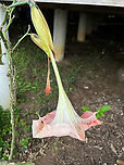 Brugmansia insignis, Finca Heimatlos, Ecuador From the garden of Finca Heimatlos. This species is extinct in the wild but lives on in cultivation.<br />
https://www.jungledragon.com/image/128921/brugmansia_insignis_-_flower_finca_heimatlos_ecuador.html Brugmansia insignis,Ecuador,Ecuador 2021,Finca Heimatlos,Geotagged,South America,Spring,World