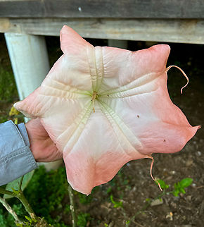 Brugmansia insignis - flower, Finca Heimatlos, Ecuador From the garden of Finca Heimatlos. This species is extinct in the wild but lives on in cultivation.
https://www.jungledragon.com/image/128920/brugmansia_insignis_finca_heimatlos_ecuador.html Brugmansia insignis,Ecuador,Ecuador 2021,Finca Heimatlos,Geotagged,Magnificent Angel's Trumpet,South America,Spring,World