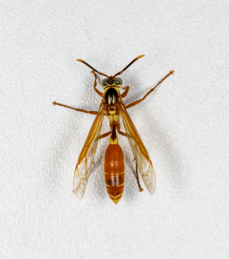 Apoica pallida, Finca Heimatlos, Ecuador Found at the permanent mothing structure at Finca Heimatlos. Species in this genus are fully nocturnal. It's best to not pick a fight with them, when they drop venom from their sting, it's a signal for all individuals nearby to gather into a massive mob attack. A view at such a worst case scenario:<br />
<a href="https://en.wikipedia.org/wiki/Apoica#/media/File:Marimbondo-chapeu.jpg" rel="nofollow">https://en.wikipedia.org/wiki/Apoica#/media/File:Marimbondo-chapeu.jpg</a><br />
<br />
Another species in this genus, found in the same minute:<br />
<figure class="photo"><a href="https://www.jungledragon.com/image/128935/apoica_thoracica_finca_heimatlos_ecuador.html" title="Apoica thoracica, Finca Heimatlos, Ecuador"><img src="https://s3.amazonaws.com/media.jungledragon.com/images/2/128935_thumb.jpg?AWSAccessKeyId=05GMT0V3GWVNE7GGM1R2&Expires=1769040010&Signature=xH2ieX57zJolqSlCeWN7qNY%2FA6A%3D" width="138" height="152" alt="Apoica thoracica, Finca Heimatlos, Ecuador Found at the permanent mothing structure at Finca Heimatlos. Species in this genus are fully nocturnal. It's best to not pick a fight with them, when they drop venom from their sting, it's a signal for all individuals nearby to gather into a massive mob attack. A view at such a worst case scenario:<br />
https://en.wikipedia.org/wiki/Apoica#/media/File:Marimbondo-chapeu.jpg<br />
<br />
Another species in this genus, found in the same minute:<br />
https://www.jungledragon.com/image/128925/apoica_pallida_finca_heimatlos_ecuador.html Apoica thoracica,Ecuador,Ecuador 2021,Finca Heimatlos,Geotagged,South America,Spring,World" /></a></figure> Apoica pallida,Ecuador,Ecuador 2021,Finca Heimatlos,Geotagged,South America,Spring,World