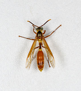 Apoica pallida, Finca Heimatlos, Ecuador Found at the permanent mothing structure at Finca Heimatlos. Species in this genus are fully nocturnal. It's best to not pick a fight with them, when they drop venom from their sting, it's a signal for all individuals nearby to gather into a massive mob attack. A view at such a worst case scenario:
https://en.wikipedia.org/wiki/Apoica#/media/File:Marimbondo-chapeu.jpg

Another species in this genus, found in the same minute:
https://www.jungledragon.com/image/128935/apoica_thoracica_finca_heimatlos_ecuador.html Apoica pallida,Ecuador,Ecuador 2021,Finca Heimatlos,Geotagged,South America,Spring,World