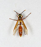 Apoica pallida, Finca Heimatlos, Ecuador Found at the permanent mothing structure at Finca Heimatlos. Species in this genus are fully nocturnal. It's best to not pick a fight with them, when they drop venom from their sting, it's a signal for all individuals nearby to gather into a massive mob attack. A view at such a worst case scenario:<br />
https://en.wikipedia.org/wiki/Apoica#/media/File:Marimbondo-chapeu.jpg<br />
<br />
Another species in this genus, found in the same minute:<br />
https://www.jungledragon.com/image/128935/apoica_thoracica_finca_heimatlos_ecuador.html Apoica pallida,Ecuador,Ecuador 2021,Finca Heimatlos,Geotagged,South America,Spring,World