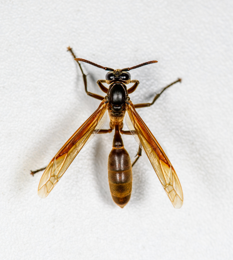 Apoica thoracica, Finca Heimatlos, Ecuador Found at the permanent mothing structure at Finca Heimatlos. Species in this genus are fully nocturnal. It's best to not pick a fight with them, when they drop venom from their sting, it's a signal for all individuals nearby to gather into a massive mob attack. A view at such a worst case scenario:<br />
<a href="https://en.wikipedia.org/wiki/Apoica#/media/File:Marimbondo-chapeu.jpg" rel="nofollow">https://en.wikipedia.org/wiki/Apoica#/media/File:Marimbondo-chapeu.jpg</a><br />
<br />
Another species in this genus, found in the same minute:<br />
<figure class="photo"><a href="https://www.jungledragon.com/image/128925/apoica_pallida_finca_heimatlos_ecuador.html" title="Apoica pallida, Finca Heimatlos, Ecuador"><img src="https://s3.amazonaws.com/media.jungledragon.com/images/2/128925_thumb.jpg?AWSAccessKeyId=05GMT0V3GWVNE7GGM1R2&Expires=1769040010&Signature=gT6zA3Sudu%2BL3rJ1IBybezo3G%2BM%3D" width="134" height="152" alt="Apoica pallida, Finca Heimatlos, Ecuador Found at the permanent mothing structure at Finca Heimatlos. Species in this genus are fully nocturnal. It's best to not pick a fight with them, when they drop venom from their sting, it's a signal for all individuals nearby to gather into a massive mob attack. A view at such a worst case scenario:<br />
https://en.wikipedia.org/wiki/Apoica#/media/File:Marimbondo-chapeu.jpg<br />
<br />
Another species in this genus, found in the same minute:<br />
https://www.jungledragon.com/image/128935/apoica_thoracica_finca_heimatlos_ecuador.html Apoica pallida,Ecuador,Ecuador 2021,Finca Heimatlos,Geotagged,South America,Spring,World" /></a></figure> Apoica thoracica,Ecuador,Ecuador 2021,Finca Heimatlos,Geotagged,South America,Spring,World
