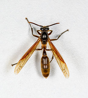 Apoica thoracica, Finca Heimatlos, Ecuador Found at the permanent mothing structure at Finca Heimatlos. Species in this genus are fully nocturnal. It's best to not pick a fight with them, when they drop venom from their sting, it's a signal for all individuals nearby to gather into a massive mob attack. A view at such a worst case scenario:
https://en.wikipedia.org/wiki/Apoica#/media/File:Marimbondo-chapeu.jpg

Another species in this genus, found in the same minute:
https://www.jungledragon.com/image/128925/apoica_pallida_finca_heimatlos_ecuador.html Apoica thoracica,Ecuador,Ecuador 2021,Finca Heimatlos,Geotagged,South America,Spring,World