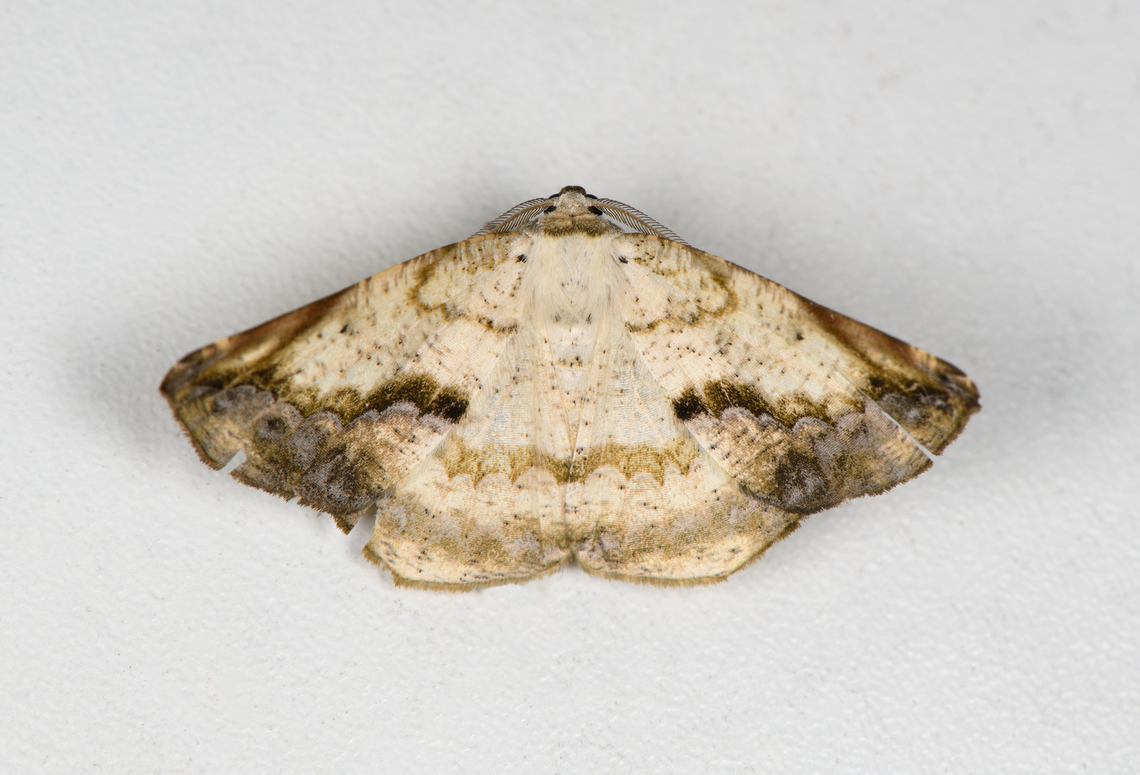 Eusarca nemora, Finca Heimatlos, Ecuador  Ecuador,Ecuador 2021,Eusarca nemora,Finca Heimatlos,Geotagged,South America,Spring,World