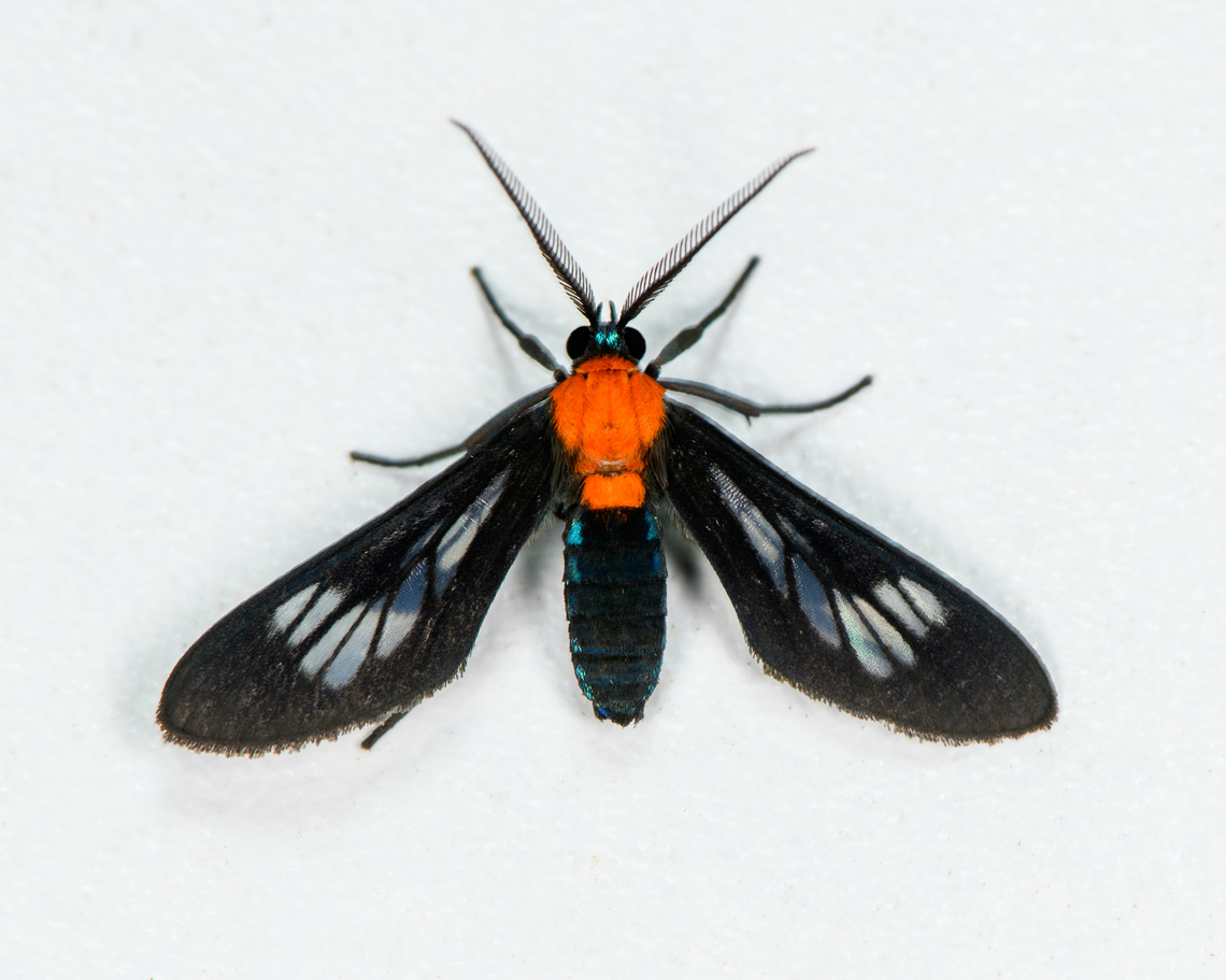 Saurita hilda, Finca Heimatlos, Ecuador  Ecuador,Ecuador 2021,Finca Heimatlos,Geotagged,Saurita hilda,South America,Spring,World