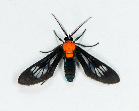 Saurita hilda, Finca Heimatlos, Ecuador  Ecuador,Ecuador 2021,Finca Heimatlos,Geotagged,Saurita hilda,South America,Spring,World