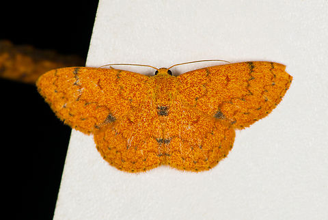 Semaeopus orbistigma, Finca Heimatlos, Ecuador  Ecuador,Ecuador 2021,Finca Heimatlos,Geotagged,Semaeopus orbistigma,South America,Spring,World
