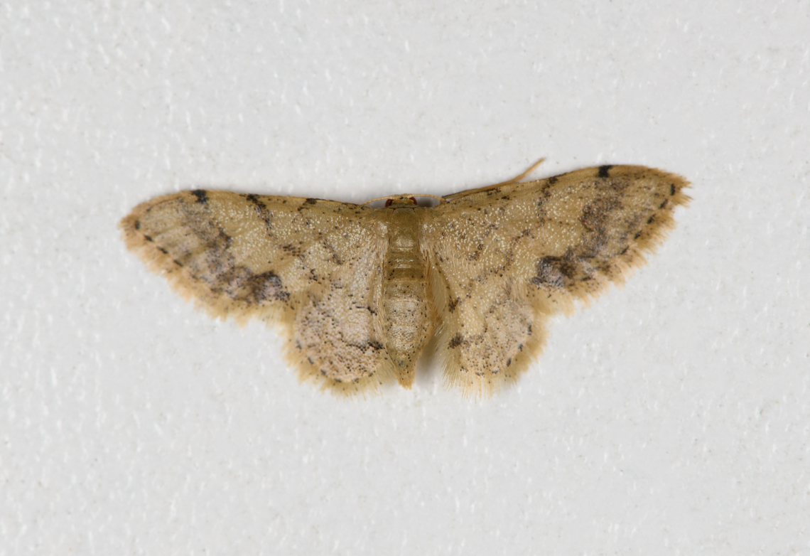 Eois sp., Finca Heimatlos, Ecuador  Ecuador,Ecuador 2021,Finca Heimatlos,Geotagged,South America,Spring,World