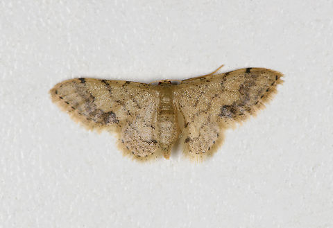 Eois sp., Finca Heimatlos, Ecuador  Ecuador,Ecuador 2021,Finca Heimatlos,Geotagged,South America,Spring,World