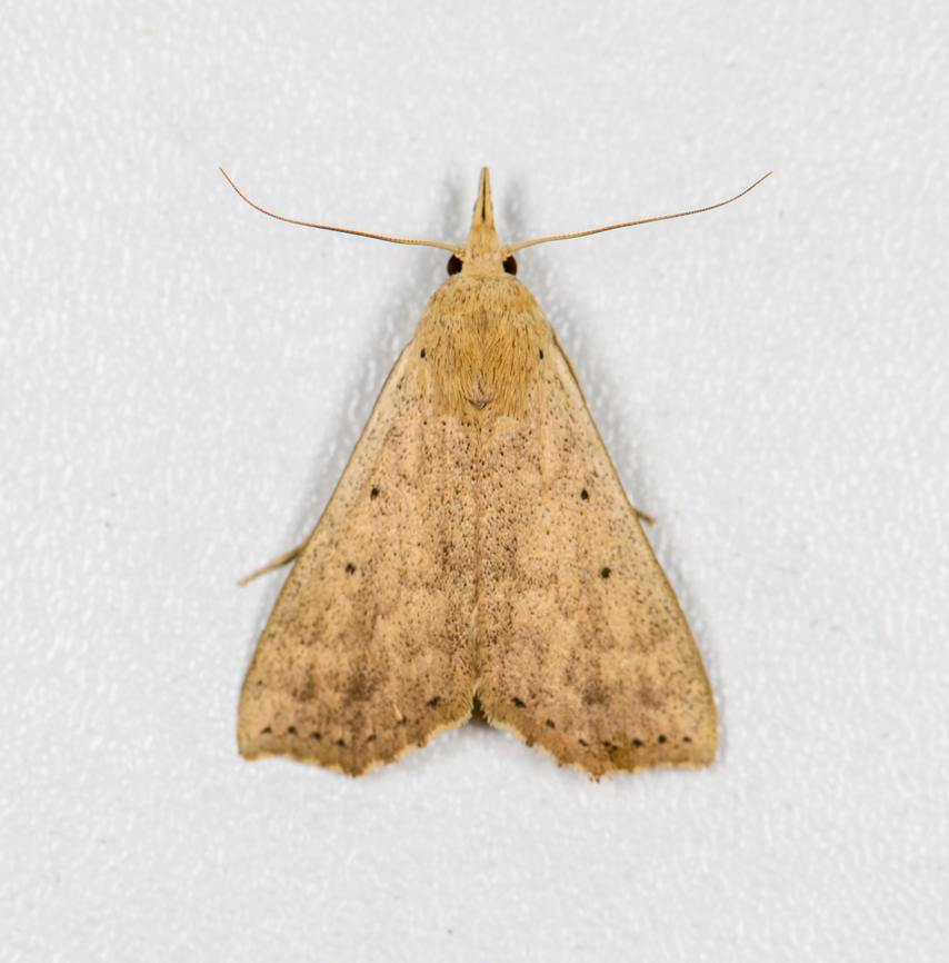 Bleptina sp.? Finca Heimatlos, Ecuador  Ecuador,Ecuador 2021,Finca Heimatlos,Geotagged,South America,Spring,World