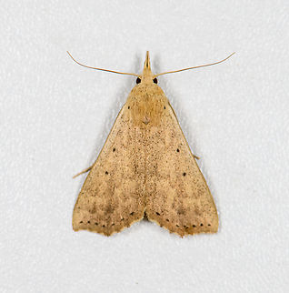 Bleptina sp.? Finca Heimatlos, Ecuador  Ecuador,Ecuador 2021,Finca Heimatlos,Geotagged,South America,Spring,World