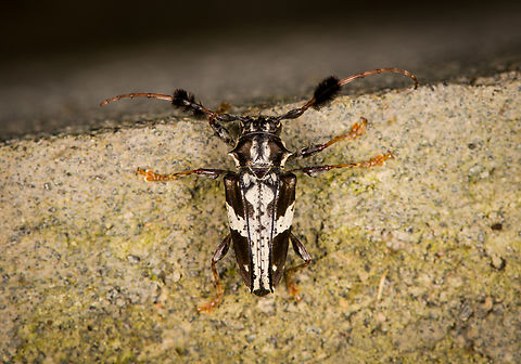 Discopus comes, Finca Heimatlos, Ecuador A beautiful species of longhorn beetle, check out the fluffs on the horns. It seems to be quite obscure, I could only find two other photos of living individuals, and not very clear ones (non-macro). Discopus comes,Ecuador,Ecuador 2021,Finca Heimatlos,Geotagged,South America,Spring,World