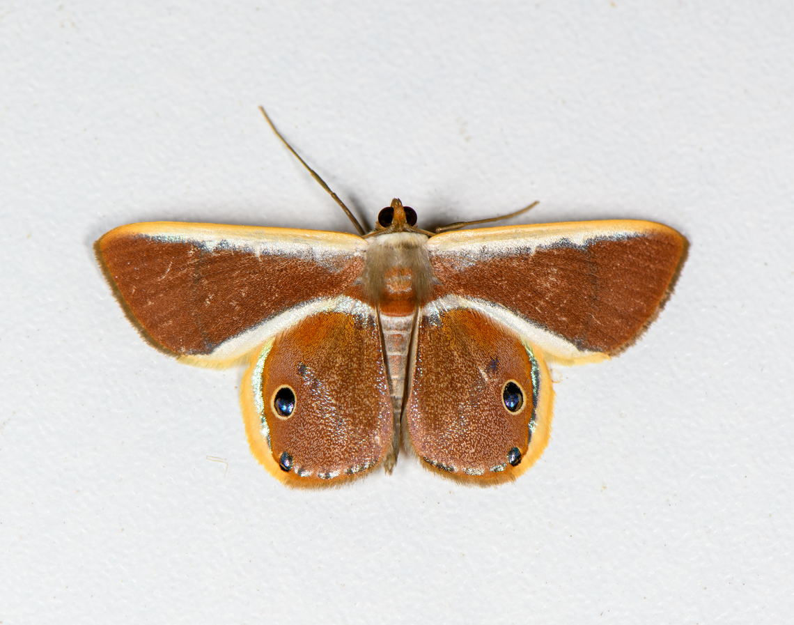 Opisthoxia eusiraria, Finca Heimatlos It's an overall pretty moth to look at but you'll appreciate it even more when you have a closer look at the fake eyes on the wings. They are believable even to the human eye. Compare to an ordinary "eye" on a butterfly wing:<br />
<figure class="photo"><a href="https://www.jungledragon.com/image/29268/forest_giant_owl_caligo_eurilochus_photograph_taken_at_the_montreal_space_for_life_canada.html" title="Forest Giant Owl (Caligo eurilochus)* / photograph taken at the Montreal Space for Life, Canada"><img src="https://s3.amazonaws.com/media.jungledragon.com/images/2251/29268_thumb.jpg?AWSAccessKeyId=05GMT0V3GWVNE7GGM1R2&Expires=1770854410&Signature=L6QMcwmGBh03xuxVAZAXF21%2BARM%3D" width="102" height="152" alt="Forest Giant Owl (Caligo eurilochus)* / photograph taken at the Montreal Space for Life, Canada  Caligo eurilochus,Canada,Forest Giant Owl,Geotagged,Winter" /></a></figure><br />
They are flat, there's no 3D effect and the illusion of a reflection is baked into the pattern of the eye as white scales. The fake eyes on this moth seem to be in actual 3D, it's a noticeable bump. Further, the reflection is real. You can see the two flash units from my ring flash in the eyes. Ecuador,Ecuador 2021,Finca Heimatlos,Geotagged,Opisthoxia eusiraria,South America,Spring,World