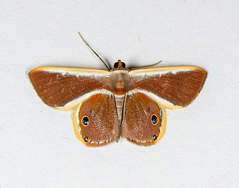 Opisthoxia eusiraria, Finca Heimatlos It's an overall pretty moth to look at but you'll appreciate it even more when you have a closer look at the fake eyes on the wings. They are believable even to the human eye. Compare to an ordinary "eye" on a butterfly wing:
https://www.jungledragon.com/image/29268/forest_giant_owl_caligo_eurilochus_photograph_taken_at_the_montreal_space_for_life_canada.html
They are flat, there's no 3D effect and the illusion of a reflection is baked into the pattern of the eye as white scales. The fake eyes on this moth seem to be in actual 3D, it's a noticeable bump. Further, the reflection is real. You can see the two flash units from my ring flash in the eyes. Ecuador,Ecuador 2021,Finca Heimatlos,Geotagged,Opisthoxia eusiraria,South America,Spring,World