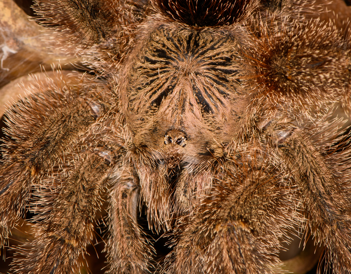 Avicularia cf. huriana - closeup, Finca Heimatlos, Ecuador This lovely female has decided to nest in an insect hotel at the Finca Heimatlos accomodation. That makes the adult easy to find, it&#039;s always around as soon as the sun sets.<br />
<br />
It was surprisingly difficult to identify but experts helped me out. This species has historically been refered to as Avicularia huriana in the tarantula pet trade and systems not yet updated still see it as a valid species name. <br />
<br />
In the meanwhile it has been decided that the species is undescribed, possibly because the original specimen was not properly described/preserved (my guess). However, all individuals sharing this morphology likely are the same species, formerly known as Avicularia huriana. Which may continue to be its name once properly described.<br />
<br />
For now I&#039;m refering to the old name (which may also become its new name) as otherwise there would be no way to find this species.<br />
<figure class="photo"><a href="https://www.jungledragon.com/image/129033/avicularia_cf._huriana_with_nest_finca_heimatlos_ecuador.html" title="Avicularia cf. huriana with nest, Finca Heimatlos, Ecuador"><img src="https://s3.amazonaws.com/media.jungledragon.com/images/2/129033_thumb.jpg?AWSAccessKeyId=05GMT0V3GWVNE7GGM1R2&Expires=1767225610&Signature=Rv4JG2ZtIati%2FERIoC12ekmsFJo%3D" width="200" height="160" alt="Avicularia cf. huriana with nest, Finca Heimatlos, Ecuador This lovely female has decided to nest in an insect hotel at the Finca Heimatlos accomodation. That makes the adult easy to find, it&#039;s always around as soon as the sun sets.<br />
<br />
It was surprisingly difficult to identify but experts helped me out. This species has historically been refered to as Avicularia huriana in the tarantula pet trade and systems not yet updated still see it as a valid species name. <br />
<br />
In the meanwhile it has been decided that the species is undescribed, possibly because the original specimen was not properly described/preserved (my guess). However, all individuals sharing this morphology likely are the same species, formerly known as Avicularia huriana. Which may continue to be its name once properly described.<br />
<br />
For now I&#039;m refering to the old name (which may also become its new name) as otherwise there would be no way to find this species.<br />
https://www.jungledragon.com/image/129032/avicularia_cf._huriana_finca_heimatlos_ecuador.html<br />
https://www.jungledragon.com/image/129030/avicularia_cf._huriana_-_closeup_finca_heimatlos_ecuador.html<br />
https://www.jungledragon.com/image/129031/avicularia_cf._huriana_-_spiderlings_finca_heimatlos_ecuador.html Avicularia cf. huriana,Avicularia huriana,Ecuador,Ecuador 2021,Finca Heimatlos,Geotagged,South America,Spring,World" /></a></figure><br />
<figure class="photo"><a href="https://www.jungledragon.com/image/129032/avicularia_cf._huriana_finca_heimatlos_ecuador.html" title="Avicularia cf. huriana, Finca Heimatlos, Ecuador"><img src="https://s3.amazonaws.com/media.jungledragon.com/images/2/129032_thumb.jpg?AWSAccessKeyId=05GMT0V3GWVNE7GGM1R2&Expires=1767225610&Signature=iDgttrPNSsGikthncpIPKspgOFE%3D" width="200" height="134" alt="Avicularia cf. huriana, Finca Heimatlos, Ecuador This lovely female has decided to nest in an insect hotel at the Finca Heimatlos accomodation. That makes the adult easy to find, it&#039;s always around as soon as the sun sets.<br />
<br />
It was surprisingly difficult to identify but experts helped me out. This species has historically been refered to as Avicularia huriana in the tarantula pet trade and systems not yet updated still see it as a valid species name. <br />
<br />
In the meanwhile it has been decided that the species is undescribed, possibly because the original specimen was not properly described/preserved (my guess). However, all individuals sharing this morphology likely are the same species, formerly known as Avicularia huriana. Which may continue to be its name once properly described.<br />
<br />
For now I&#039;m refering to the old name (which may also become its new name) as otherwise there would be no way to find this species.<br />
https://www.jungledragon.com/image/129033/avicularia_cf._huriana_with_nest_finca_heimatlos_ecuador.html<br />
https://www.jungledragon.com/image/129030/avicularia_cf._huriana_-_closeup_finca_heimatlos_ecuador.html<br />
https://www.jungledragon.com/image/129031/avicularia_cf._huriana_-_spiderlings_finca_heimatlos_ecuador.html Avicularia cf. huriana,Avicularia huriana,Ecuador,Ecuador 2021,Finca Heimatlos,Geotagged,South America,Spring,World" /></a></figure><br />
<figure class="photo"><a href="https://www.jungledragon.com/image/129031/avicularia_cf._huriana_-_spiderlings_finca_heimatlos_ecuador.html" title="Avicularia cf. huriana - spiderlings, Finca Heimatlos, Ecuador"><img src="https://s3.amazonaws.com/media.jungledragon.com/images/2/129031_thumb.jpg?AWSAccessKeyId=05GMT0V3GWVNE7GGM1R2&Expires=1767225610&Signature=JFL%2BmUCQwx%2BwkxkTRCLPv%2BHkl%2Bo%3D" width="200" height="126" alt="Avicularia cf. huriana - spiderlings, Finca Heimatlos, Ecuador This lovely female has decided to nest in an insect hotel at the Finca Heimatlos accomodation. That makes the adult easy to find, it&#039;s always around as soon as the sun sets.<br />
<br />
It was surprisingly difficult to identify but experts helped me out. This species has historically been refered to as Avicularia huriana in the tarantula pet trade and systems not yet updated still see it as a valid species name. <br />
<br />
In the meanwhile it has been decided that the species is undescribed, possibly because the original specimen was not properly described/preserved (my guess). However, all individuals sharing this morphology likely are the same species, formerly known as Avicularia huriana. Which may continue to be its name once properly described.<br />
<br />
For now I&#039;m refering to the old name (which may also become its new name) as otherwise there would be no way to find this species.<br />
https://www.jungledragon.com/image/129033/avicularia_cf._huriana_with_nest_finca_heimatlos_ecuador.html<br />
https://www.jungledragon.com/image/129032/avicularia_cf._huriana_finca_heimatlos_ecuador.html<br />
https://www.jungledragon.com/image/129030/avicularia_cf._huriana_-_closeup_finca_heimatlos_ecuador.html Avicularia cf. huriana,Avicularia huriana,Ecuador,Ecuador 2021,Finca Heimatlos,Geotagged,South America,Spring,World" /></a></figure> Avicularia cf. huriana,Avicularia huriana,Ecuador,Ecuador 2021,Finca Heimatlos,Geotagged,South America,Spring,World