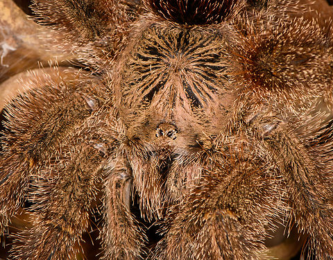 Avicularia cf. huriana - closeup, Finca Heimatlos, Ecuador This lovely female has decided to nest in an insect hotel at the Finca Heimatlos accomodation. That makes the adult easy to find, it's always around as soon as the sun sets.

It was surprisingly difficult to identify but experts helped me out. This species has historically been refered to as Avicularia huriana in the tarantula pet trade and systems not yet updated still see it as a valid species name. 

In the meanwhile it has been decided that the species is undescribed, possibly because the original specimen was not properly described/preserved (my guess). However, all individuals sharing this morphology likely are the same species, formerly known as Avicularia huriana. Which may continue to be its name once properly described.

For now I'm refering to the old name (which may also become its new name) as otherwise there would be no way to find this species.
https://www.jungledragon.com/image/129033/avicularia_cf._huriana_with_nest_finca_heimatlos_ecuador.html
https://www.jungledragon.com/image/129032/avicularia_cf._huriana_finca_heimatlos_ecuador.html
https://www.jungledragon.com/image/129031/avicularia_cf._huriana_-_spiderlings_finca_heimatlos_ecuador.html Avicularia cf. huriana,Avicularia huriana,Ecuador,Ecuador 2021,Finca Heimatlos,Geotagged,South America,Spring,World