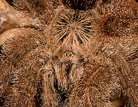 Avicularia cf. huriana - closeup, Finca Heimatlos, Ecuador This lovely female has decided to nest in an insect hotel at the Finca Heimatlos accomodation. That makes the adult easy to find, it's always around as soon as the sun sets.<br />
<br />
It was surprisingly difficult to identify but experts helped me out. This species has historically been refered to as Avicularia huriana in the tarantula pet trade and systems not yet updated still see it as a valid species name. <br />
<br />
In the meanwhile it has been decided that the species is undescribed, possibly because the original specimen was not properly described/preserved (my guess). However, all individuals sharing this morphology likely are the same species, formerly known as Avicularia huriana. Which may continue to be its name once properly described.<br />
<br />
For now I'm refering to the old name (which may also become its new name) as otherwise there would be no way to find this species.<br />
https://www.jungledragon.com/image/129033/avicularia_cf._huriana_with_nest_finca_heimatlos_ecuador.html<br />
https://www.jungledragon.com/image/129032/avicularia_cf._huriana_finca_heimatlos_ecuador.html<br />
https://www.jungledragon.com/image/129031/avicularia_cf._huriana_-_spiderlings_finca_heimatlos_ecuador.html Avicularia cf. huriana,Avicularia huriana,Ecuador,Ecuador 2021,Finca Heimatlos,Geotagged,South America,Spring,World