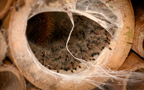 Avicularia cf. huriana - spiderlings, Finca Heimatlos, Ecuador This lovely female has decided to nest in an insect hotel at the Finca Heimatlos accomodation. That makes the adult easy to find, it's always around as soon as the sun sets.

It was surprisingly difficult to identify but experts helped me out. This species has historically been refered to as Avicularia huriana in the tarantula pet trade and systems not yet updated still see it as a valid species name. 

In the meanwhile it has been decided that the species is undescribed, possibly because the original specimen was not properly described/preserved (my guess). However, all individuals sharing this morphology likely are the same species, formerly known as Avicularia huriana. Which may continue to be its name once properly described.

For now I'm refering to the old name (which may also become its new name) as otherwise there would be no way to find this species.
https://www.jungledragon.com/image/129033/avicularia_cf._huriana_with_nest_finca_heimatlos_ecuador.html
https://www.jungledragon.com/image/129032/avicularia_cf._huriana_finca_heimatlos_ecuador.html
https://www.jungledragon.com/image/129030/avicularia_cf._huriana_-_closeup_finca_heimatlos_ecuador.html Avicularia cf. huriana,Avicularia huriana,Ecuador,Ecuador 2021,Finca Heimatlos,Geotagged,South America,Spring,World